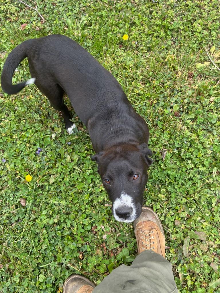 Jack- Available For Adoption, Adoptable, Young Male Mixed Breed.