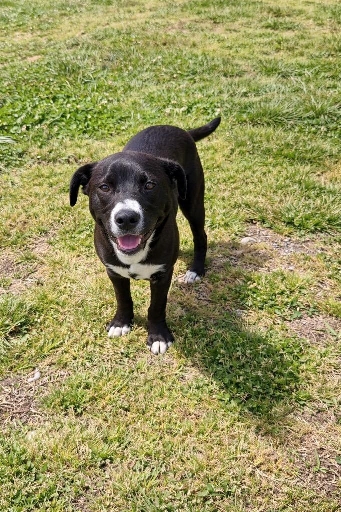 Enlarge Jack- Available For Adoption, a Adoptable mixed breed in Chickamauga , GA image 2/5