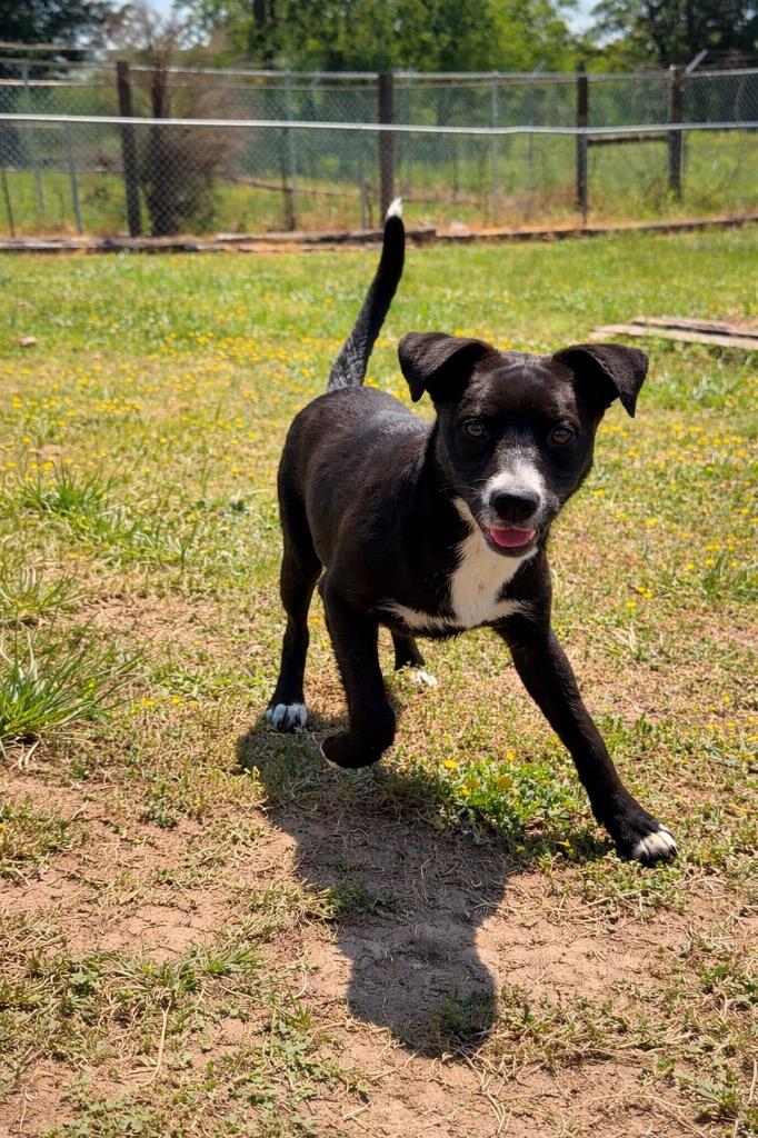 Enlarge Jack- Available For Adoption, a Adoptable mixed breed in Chickamauga , GA image 3/5