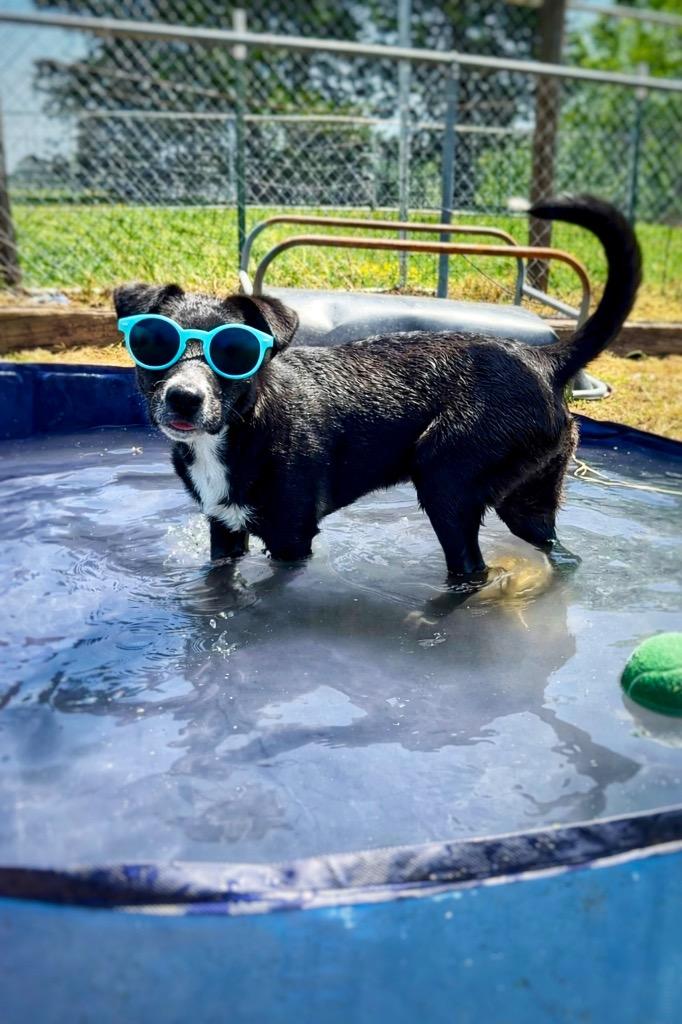 Enlarge Jack- Available For Adoption, a Adoptable mixed breed in Chickamauga , GA image 4/5