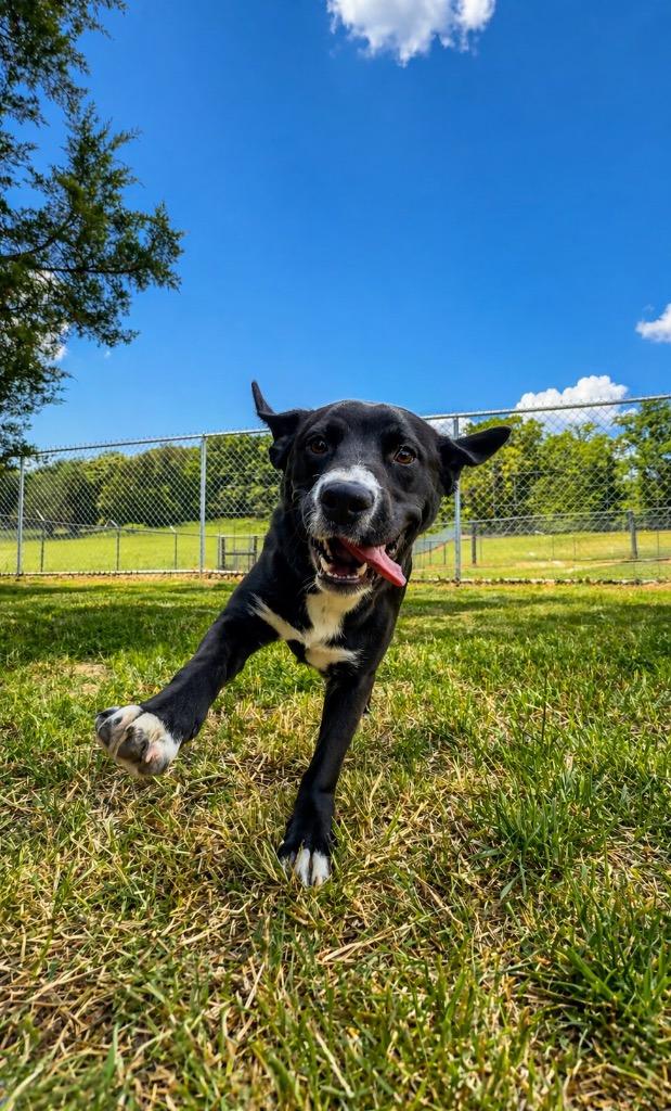 Enlarge Jack- Available For Adoption, a Adoptable mixed breed in Chickamauga , GA image 5/5