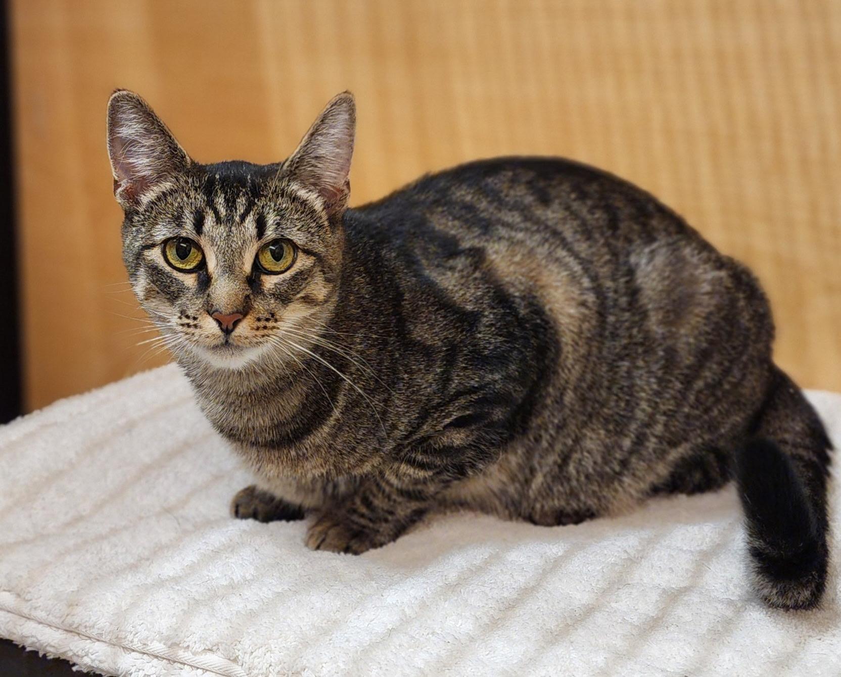Enlarge Candy, a Adoptable Domestic Short Hair in Irvine, CA image 3/6