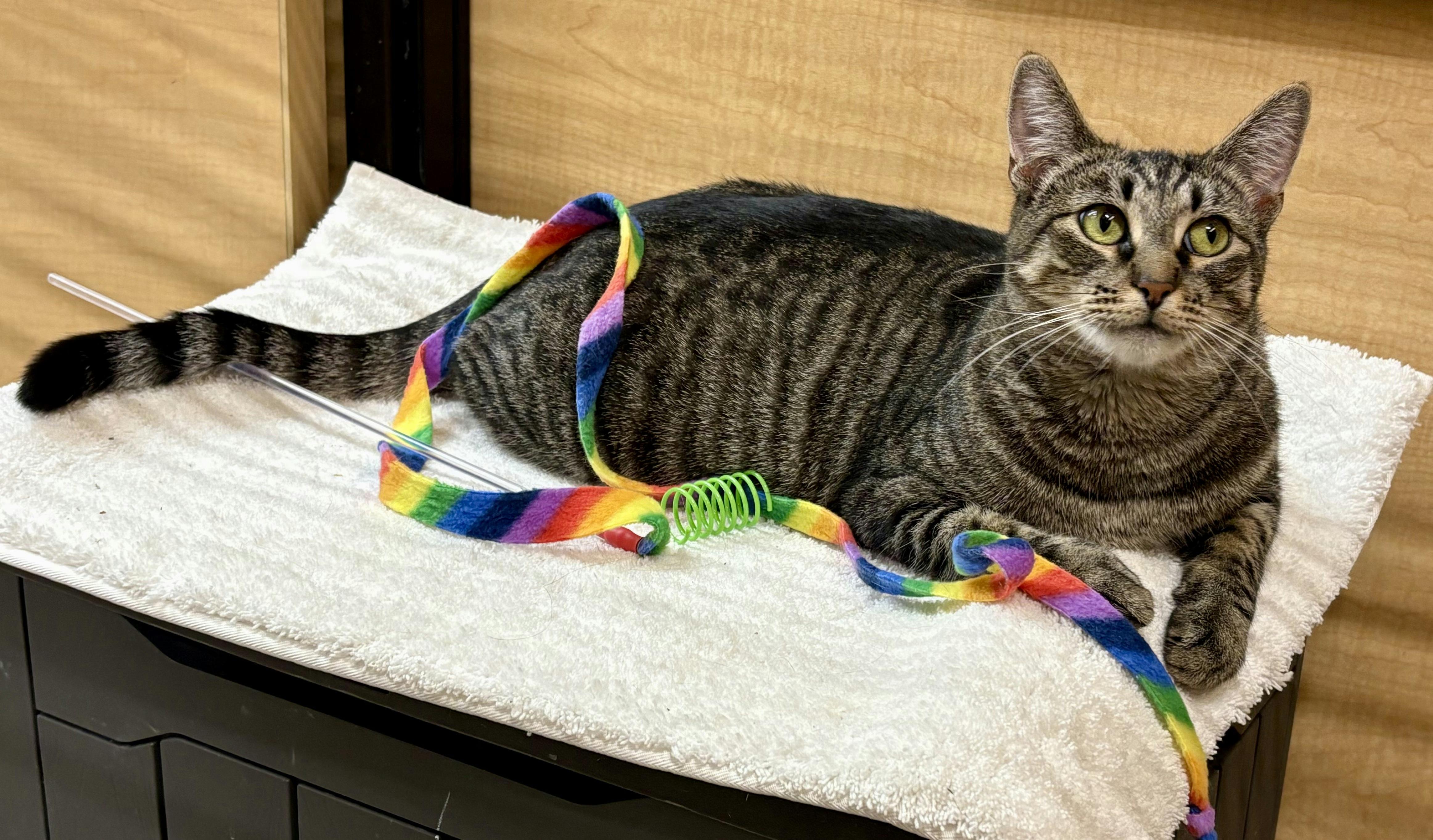 Enlarge Candy, a Adoptable Domestic Short Hair in Irvine, CA image 2/6