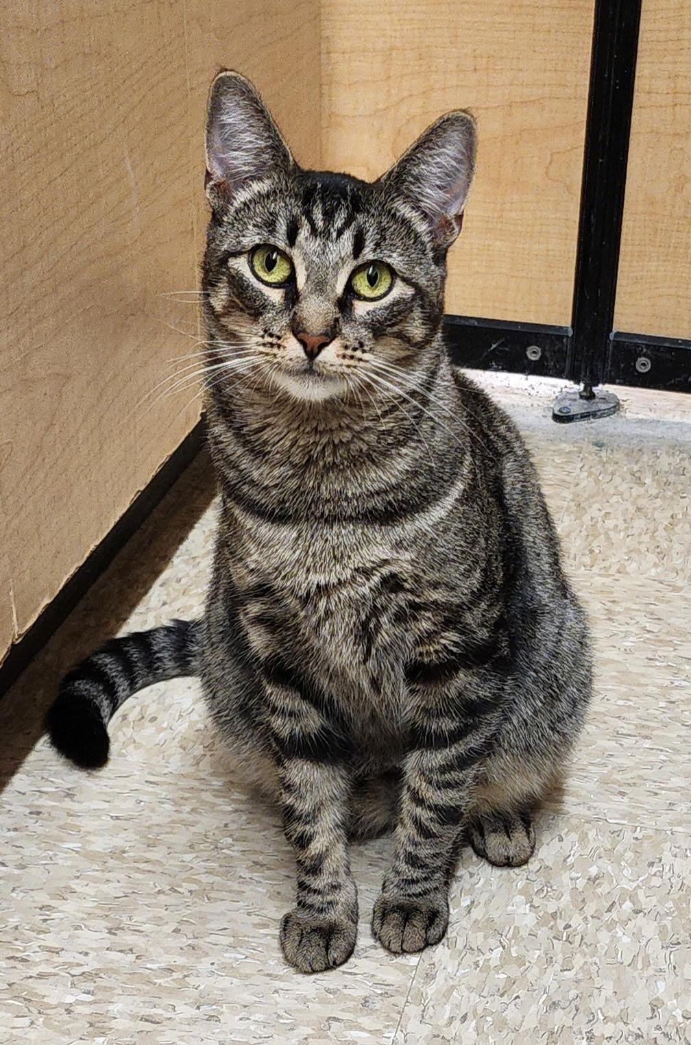 Enlarge Candy, a Adoptable Domestic Short Hair in Irvine, CA image 4/6