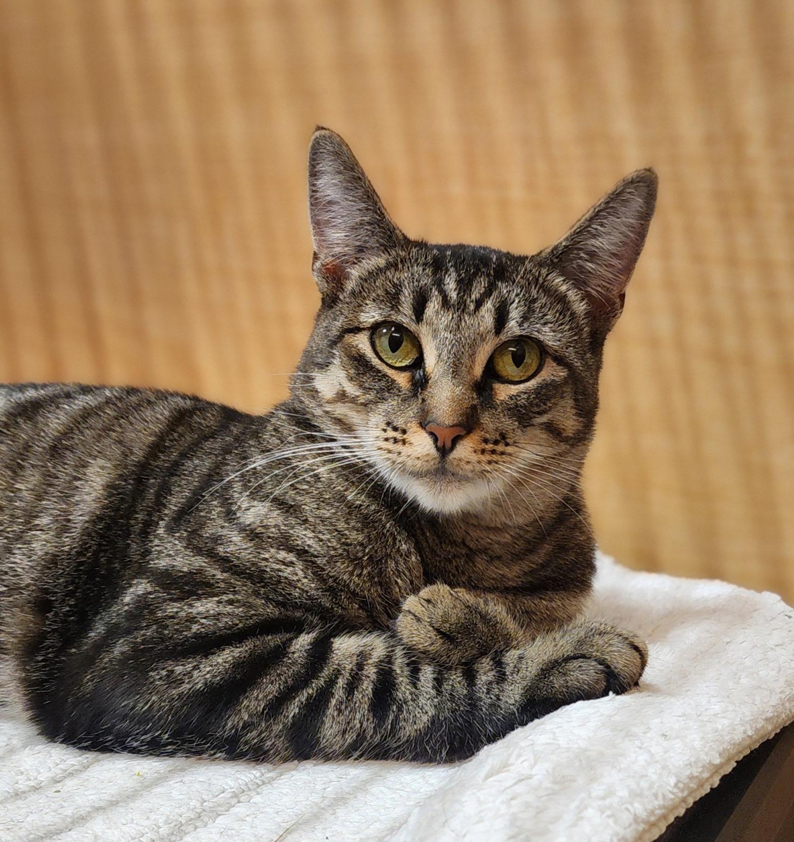 Enlarge Candy, a Adoptable Domestic Short Hair in Irvine, CA image 1/6