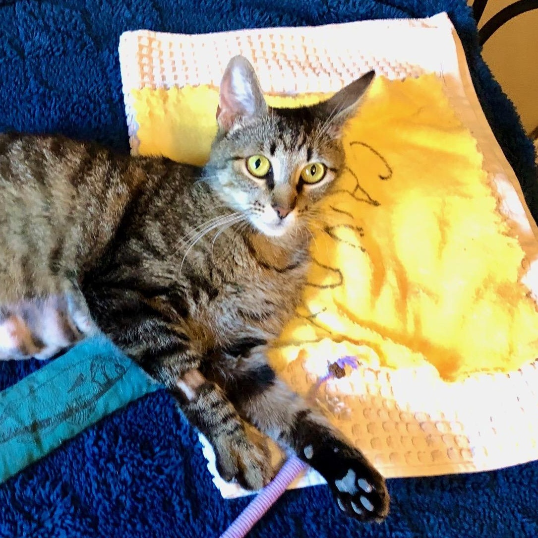 Enlarge Candy, a Adoptable Domestic Short Hair in Irvine, CA image 5/6