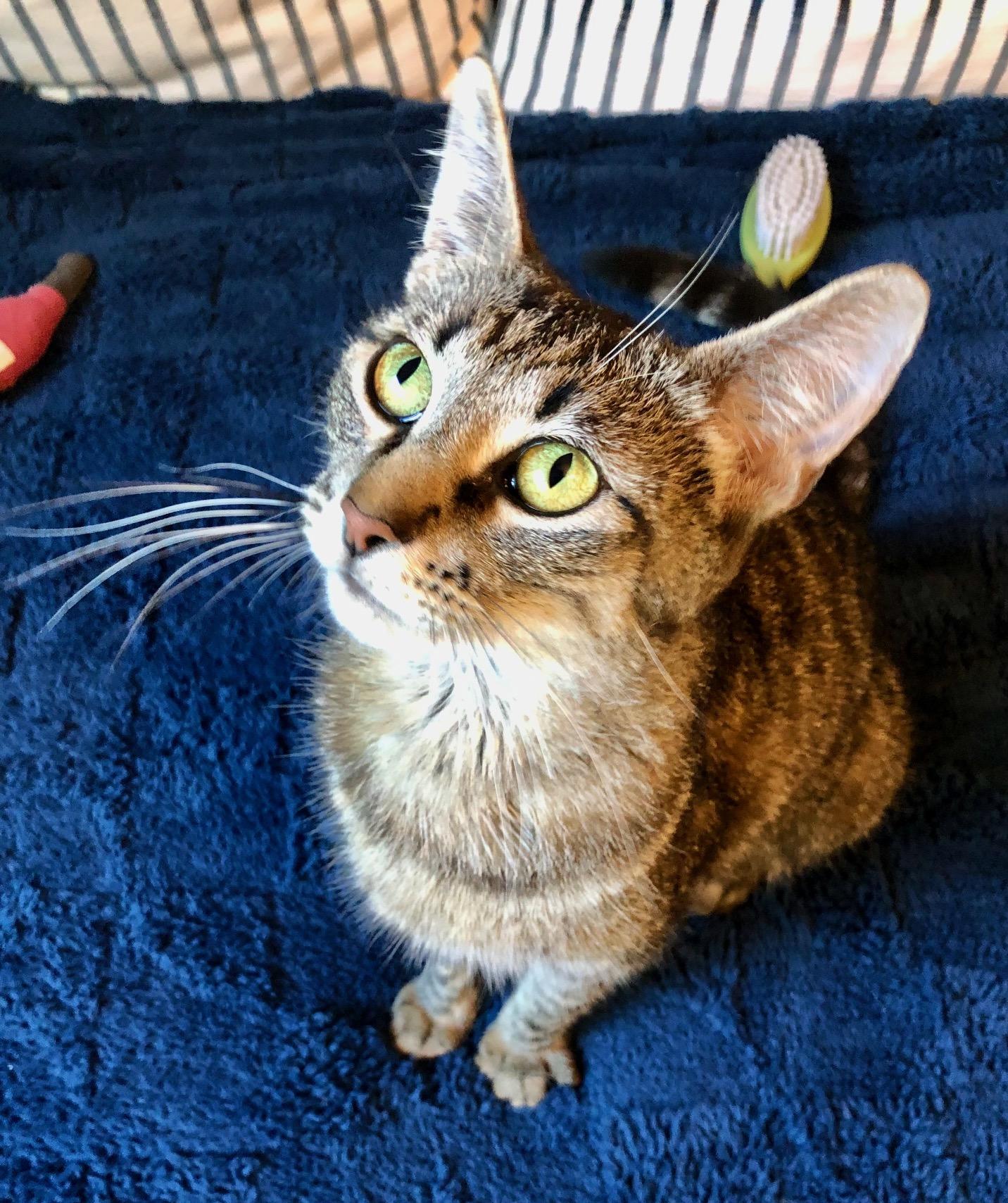 Enlarge Candy, a Adoptable Domestic Short Hair in Irvine, CA image 6/6