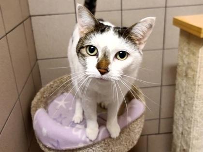 Lina, Adoptable, Adult Female Domestic Short Hair.