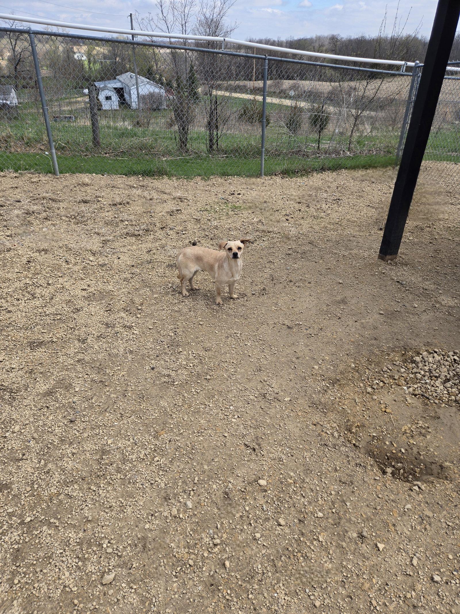 Enlarge Blondie, a Adoptable Terrier in Maquoketa, IA image 1/1
