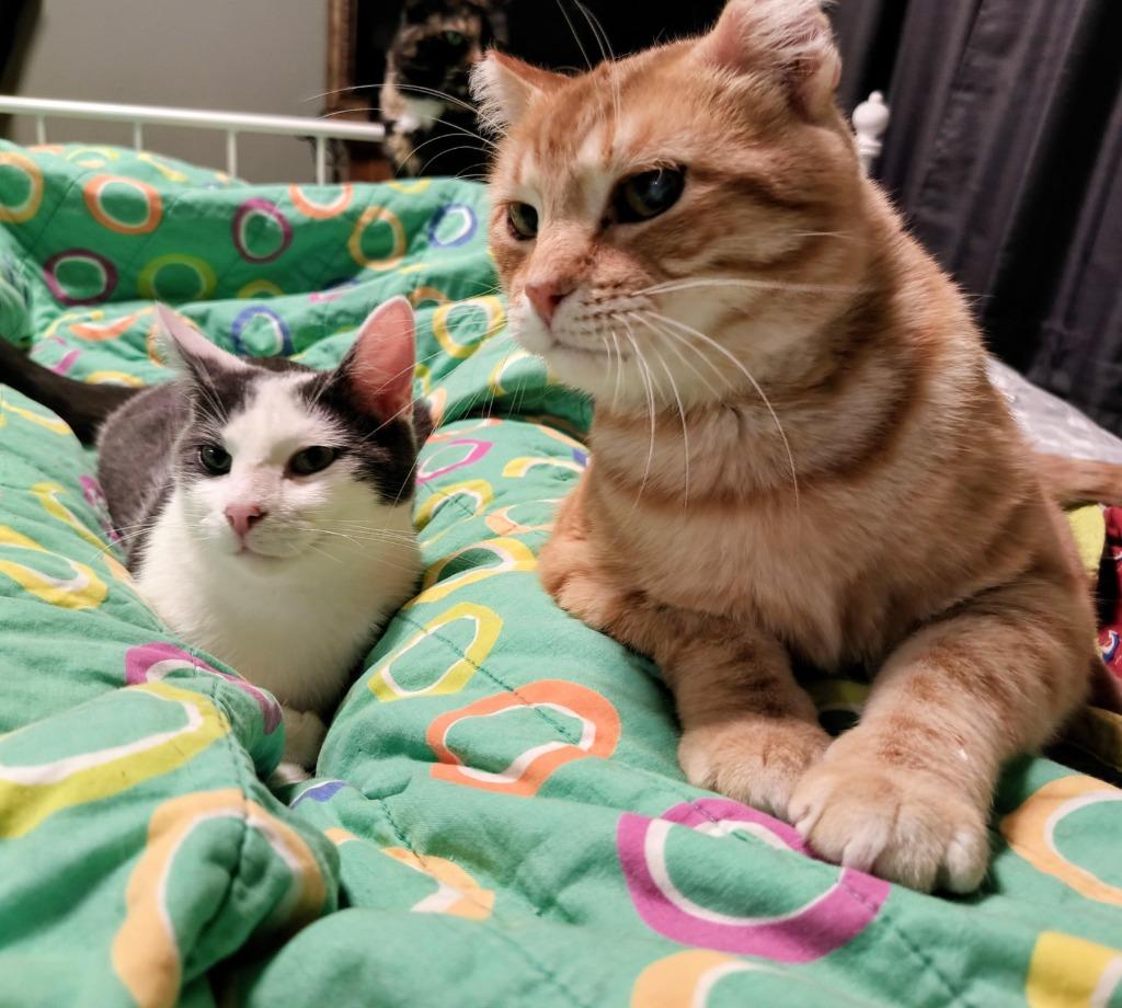 Enlarge Sunset (FIV+) / Mouse (FIV+), a Adoptable mixed breed in Minneapolis, MN image 1/3