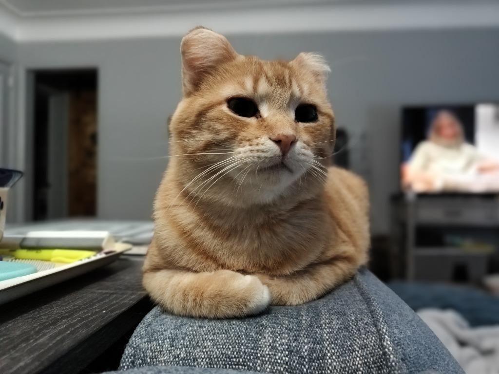Enlarge Sunset (FIV+) / Mouse (FIV+), a Adoptable mixed breed in Minneapolis, MN image 2/3