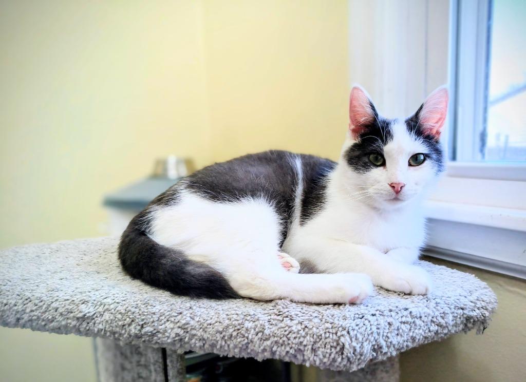 Enlarge Sunset (FIV+) / Mouse (FIV+), a Adoptable mixed breed in Minneapolis, MN image 3/3