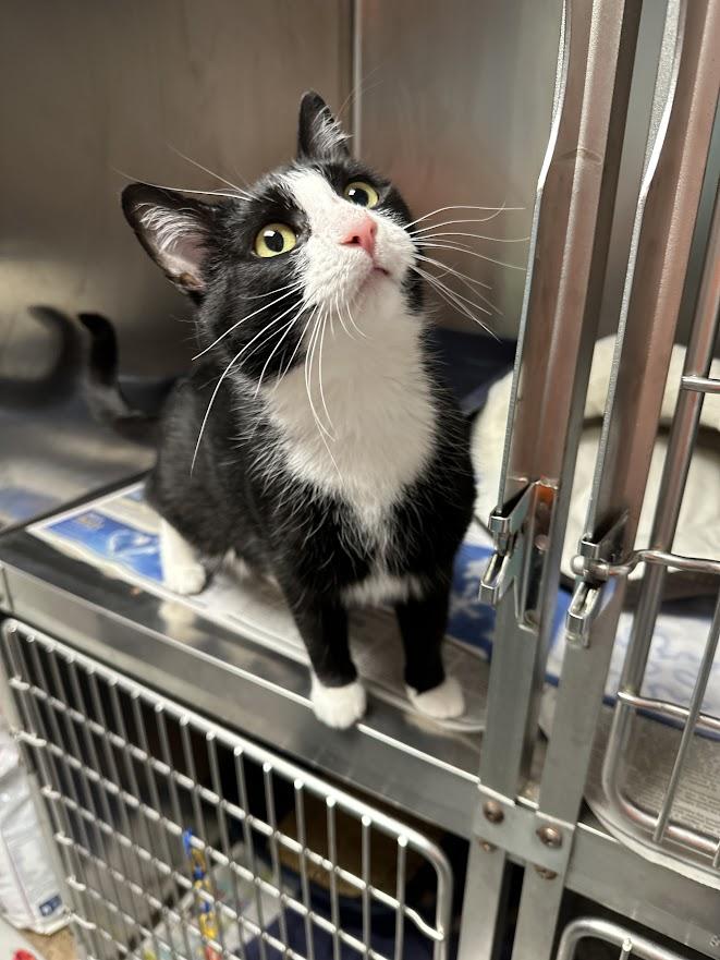 Victoria, an adopted Tuxedo in Oak Ridge, TN image 4/5