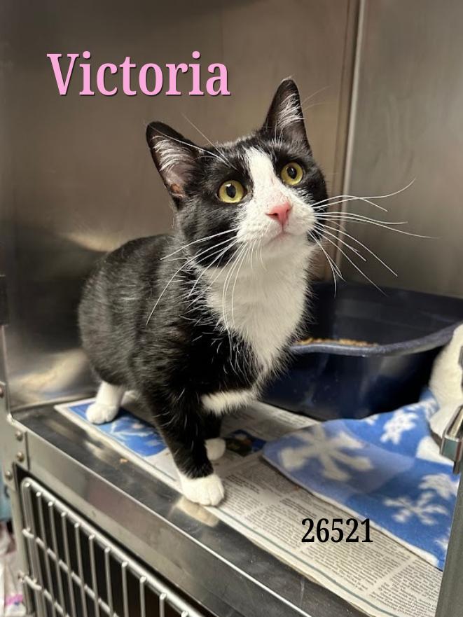 Victoria, adopted, Young Female Tuxedo.