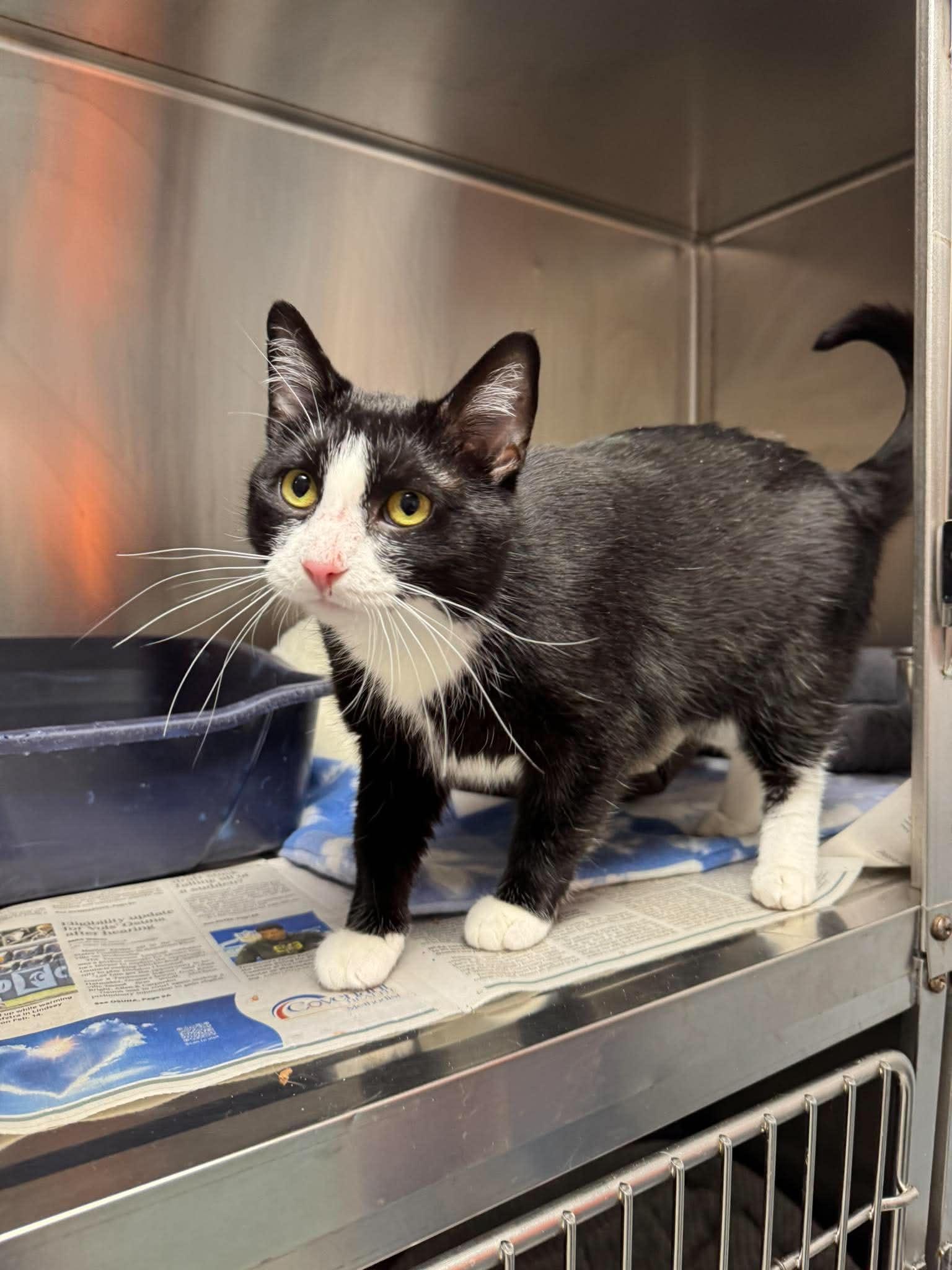 Victoria, an adopted Tuxedo in Oak Ridge, TN image 3/5
