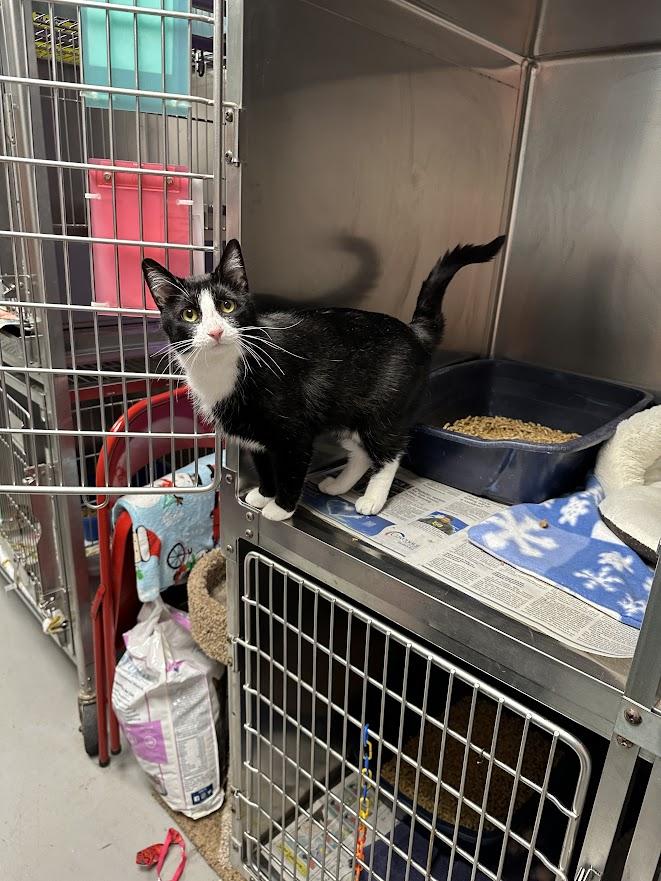 Victoria, an adopted Tuxedo in Oak Ridge, TN image 2/5