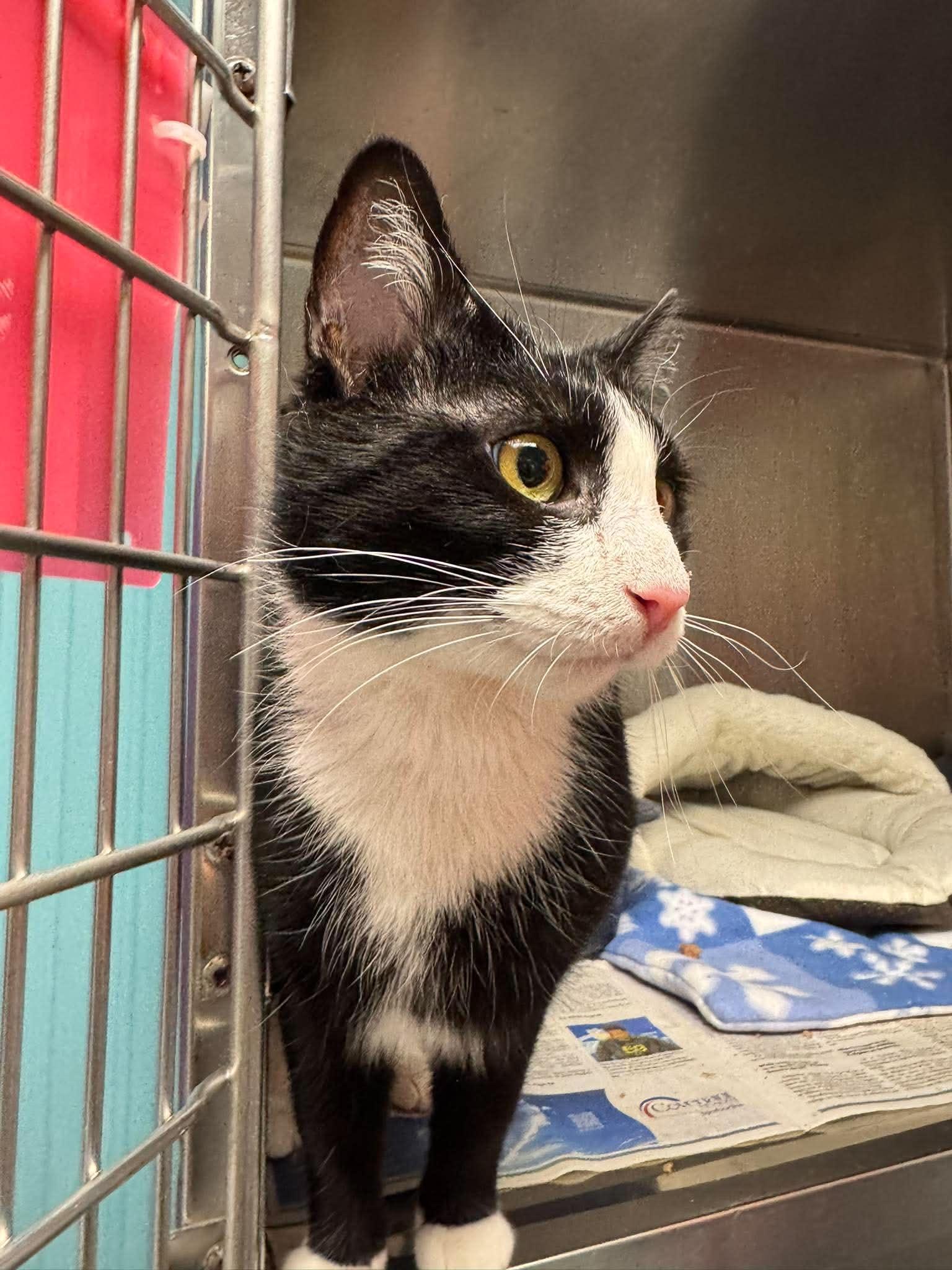 Victoria, an adopted Tuxedo in Oak Ridge, TN image 5/5