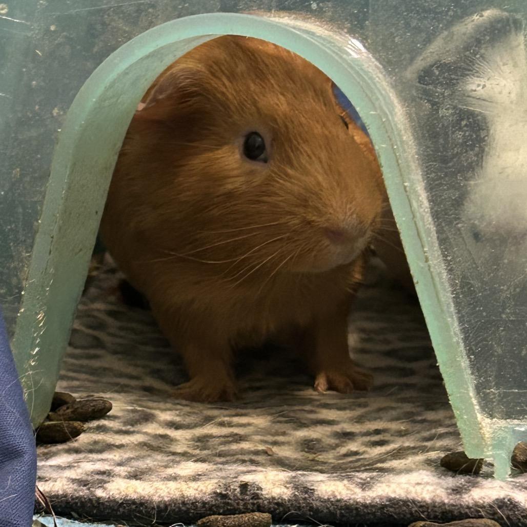 Enlarge Argo, a Adoptable Guinea Pig in Las Vegas, NV image 1/2