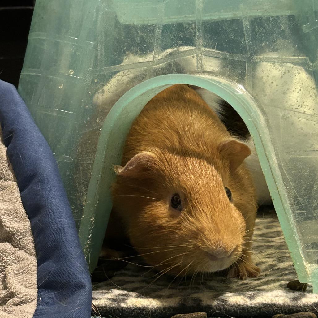 Enlarge Argo, a Adoptable Guinea Pig in Las Vegas, NV image 2/2