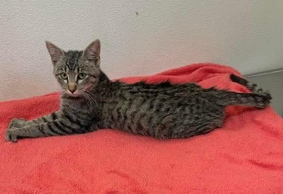 Enlarge Sutton - Gray Tabby - Foster Care, a Adoptable Domestic Short Hair in Mitchell, SD image 1/1