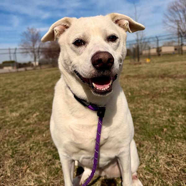 Maggie, Adoptable, Adult Female Great Pyrenees.