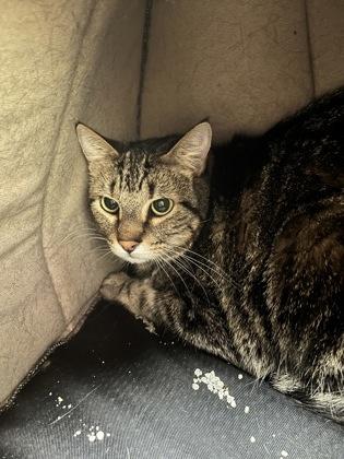 Bogie, Adoptable, Adult Male Domestic Short Hair & Domestic Short Hair.