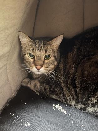 Enlarge Bogie, a Adoptable mixed breed in Oklahoma City, OK image 2/2
