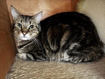 Enlarge Bogie, a Adoptable mixed breed in Oklahoma City, OK image 2/2