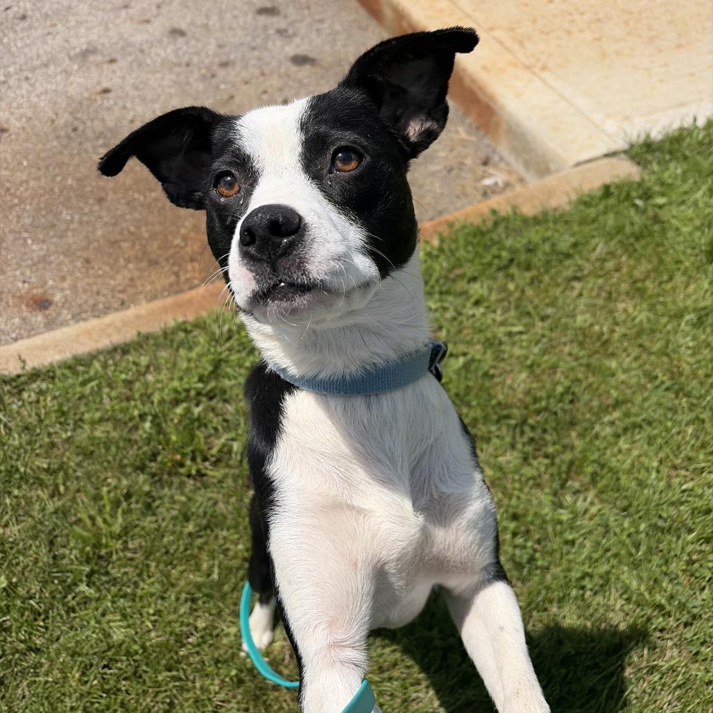 Meg, Adoptable, Young Female Mixed Breed.
