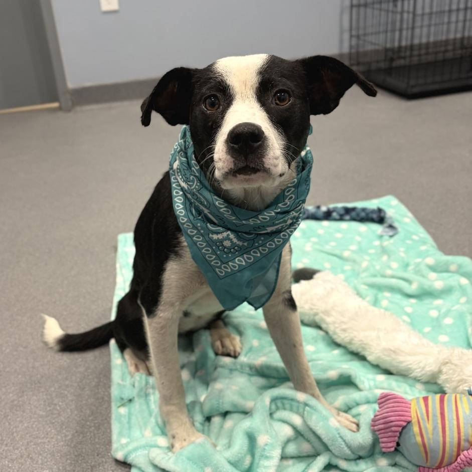 Meg, a Adoptable Mixed Breed in Canal Winchester, OH image 2/4