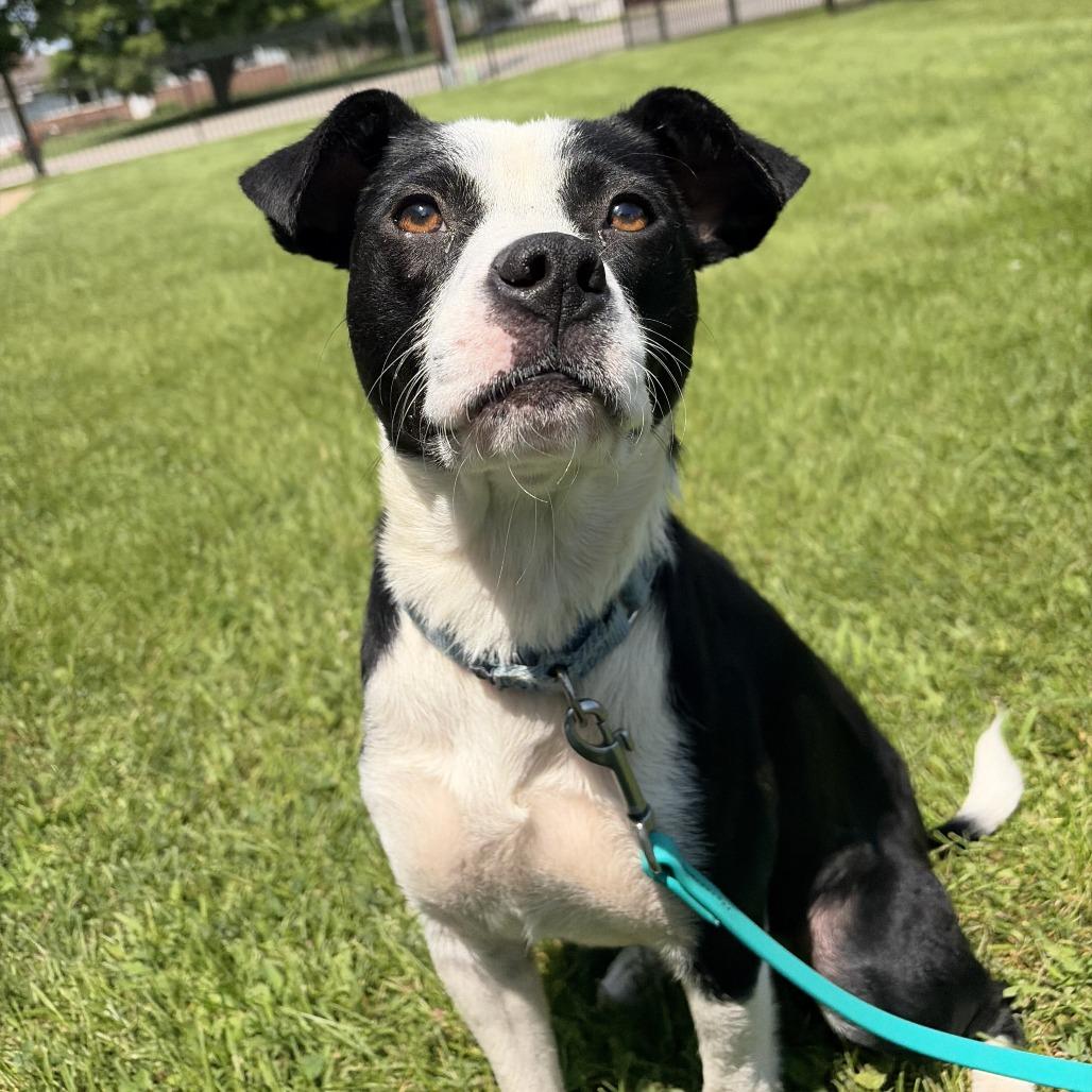 Meg, a Adoptable Mixed Breed in Canal Winchester, OH image 3/4