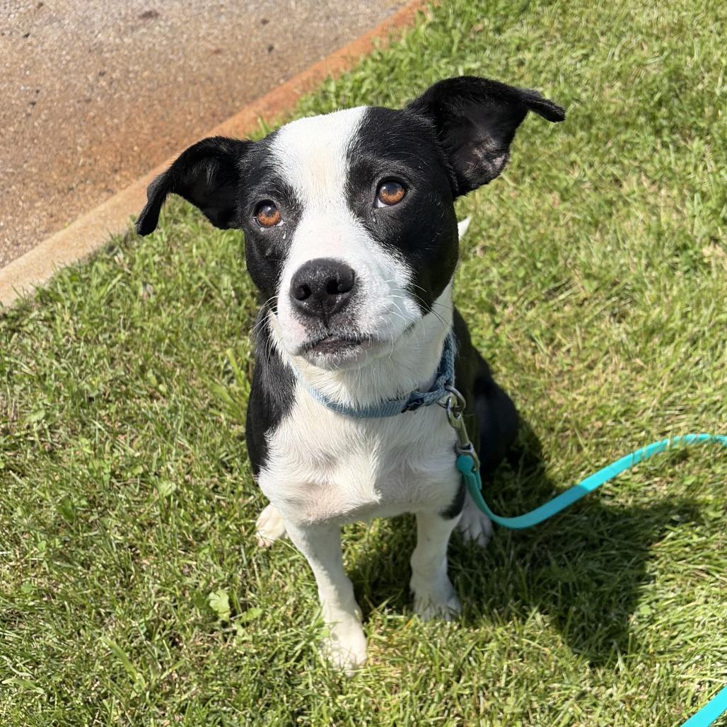 Meg, a Adoptable Mixed Breed in Canal Winchester, OH image 4/4