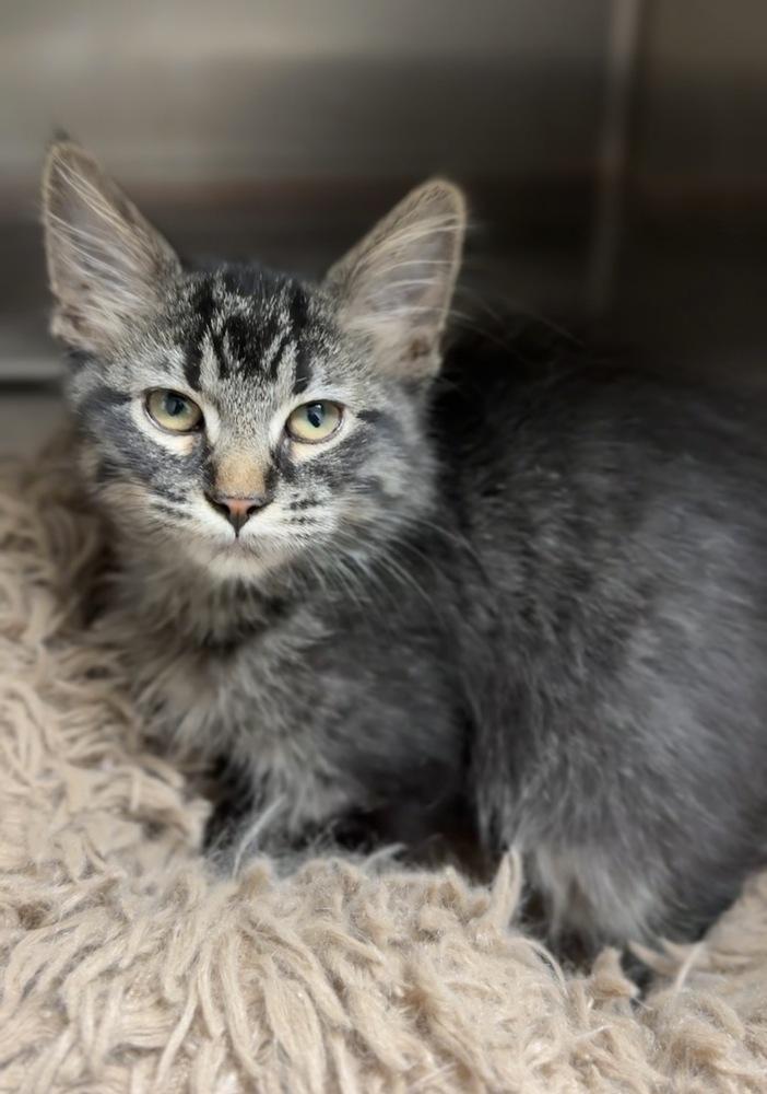 Enlarge Maleficent, a Adoptable mixed breed in Bemidji, MN image 1/1