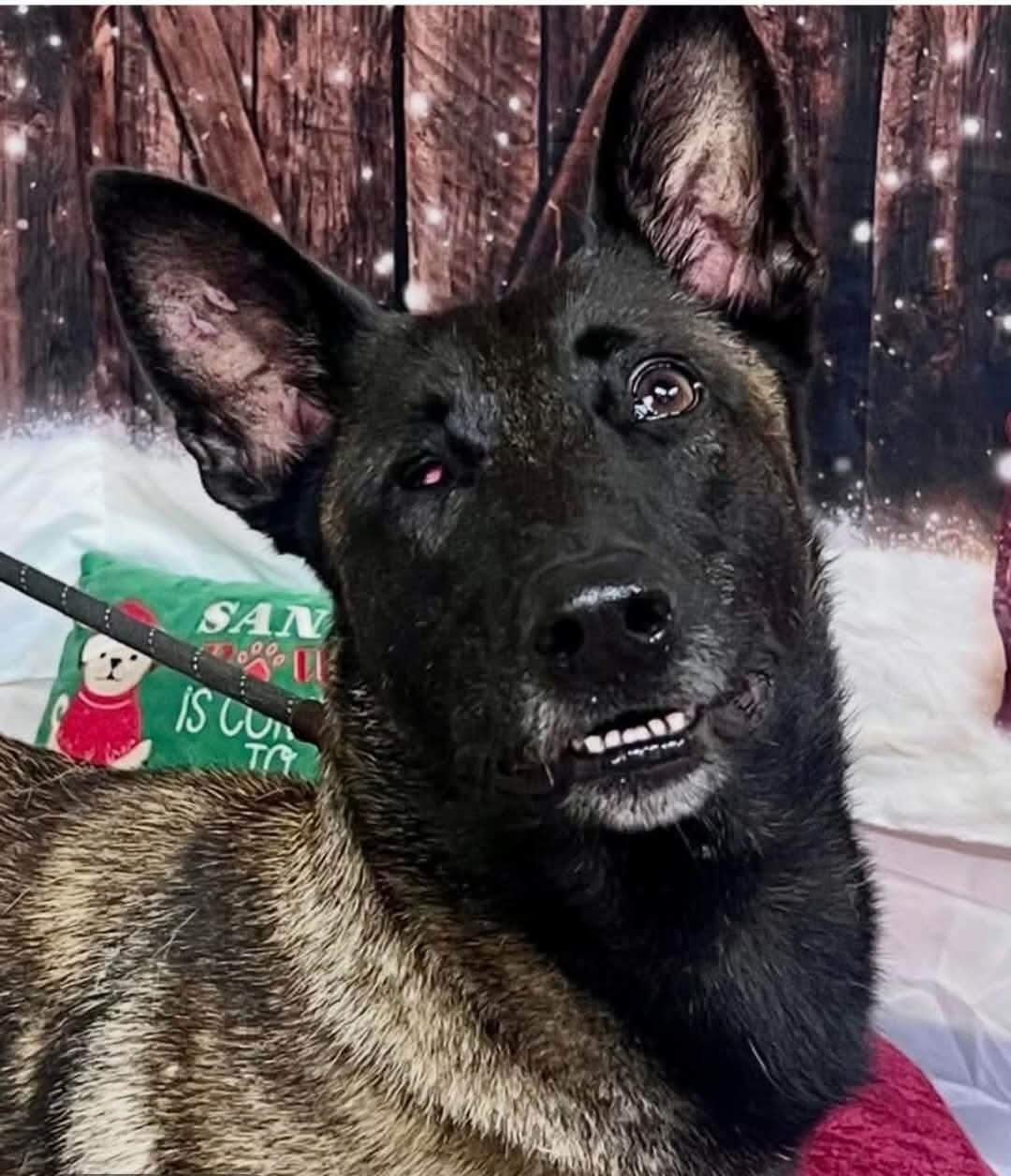 Lindsey, Adoptable, Adult Female Belgian Shepherd / Malinois.