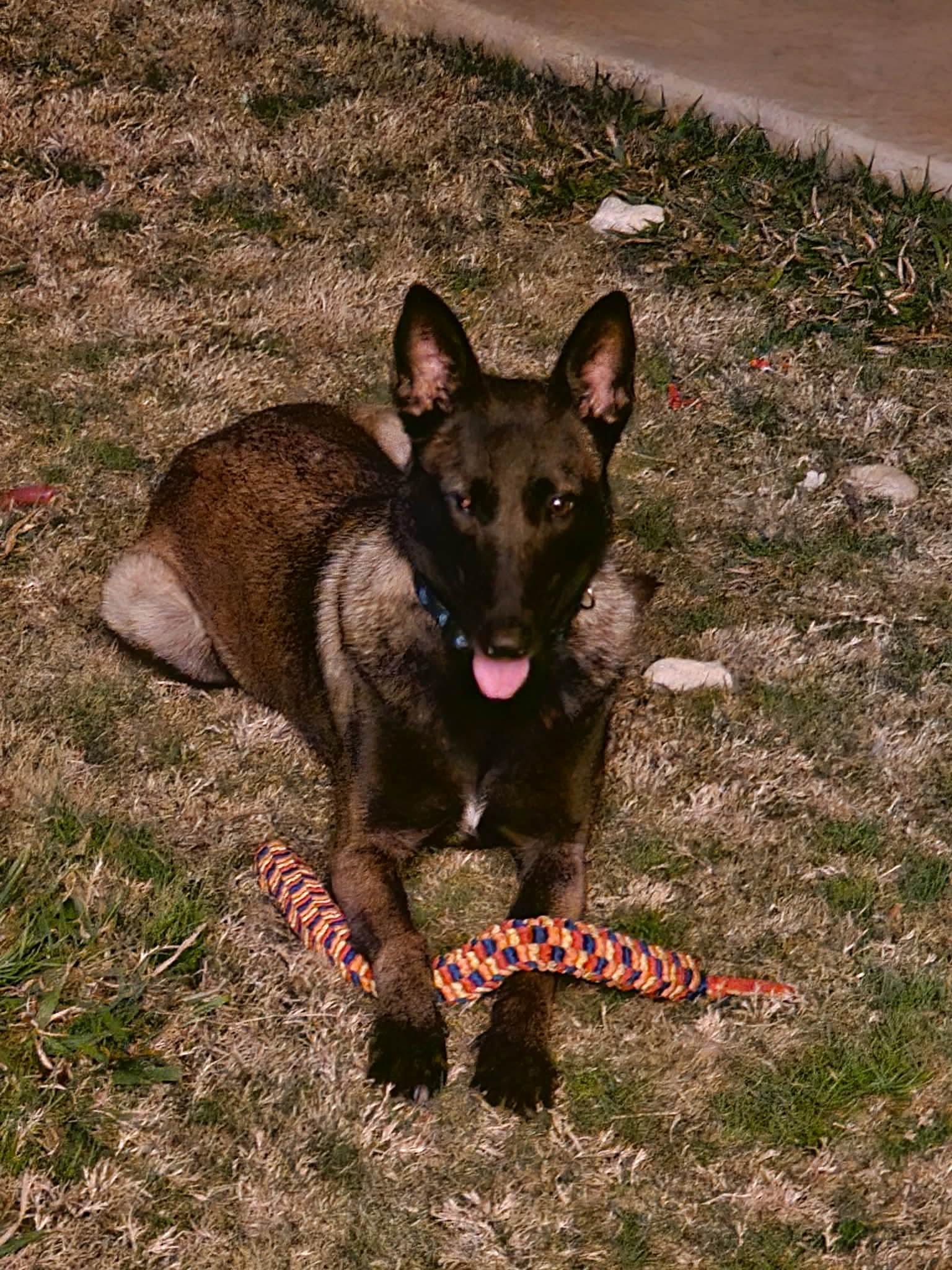 Enlarge Lindsey, a Adoptable Belgian Shepherd / Malinois in Houston , TX image 2/6