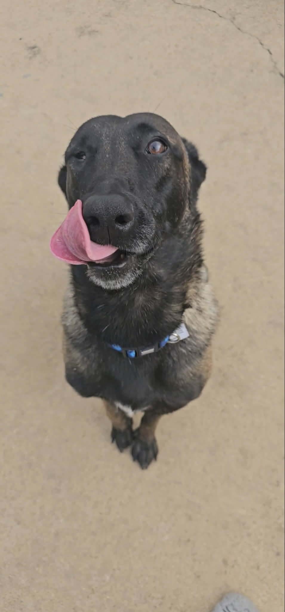 Enlarge Lindsey, a Adoptable Belgian Shepherd / Malinois in Houston , TX image 3/6