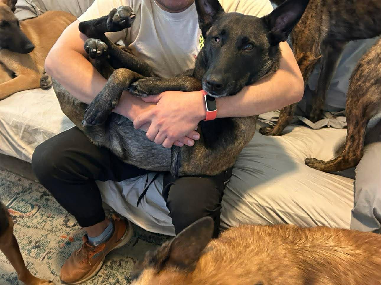Enlarge Lindsey, a Adoptable Belgian Shepherd / Malinois in Houston , TX image 4/6