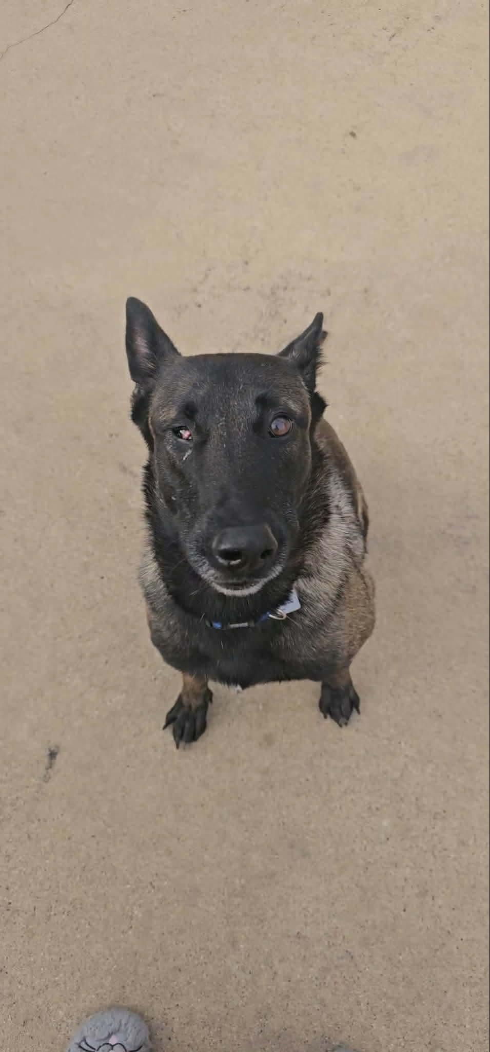 Enlarge Lindsey, a Adoptable Belgian Shepherd / Malinois in Houston , TX image 5/6
