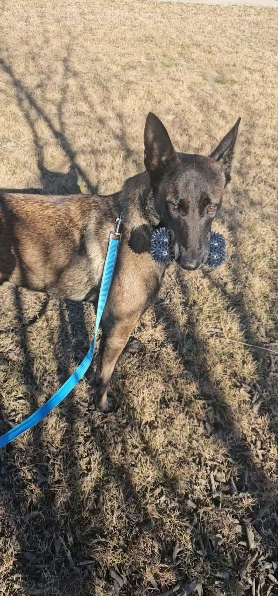 Enlarge Lindsey, a Adoptable Belgian Shepherd / Malinois in Houston , TX image 6/6