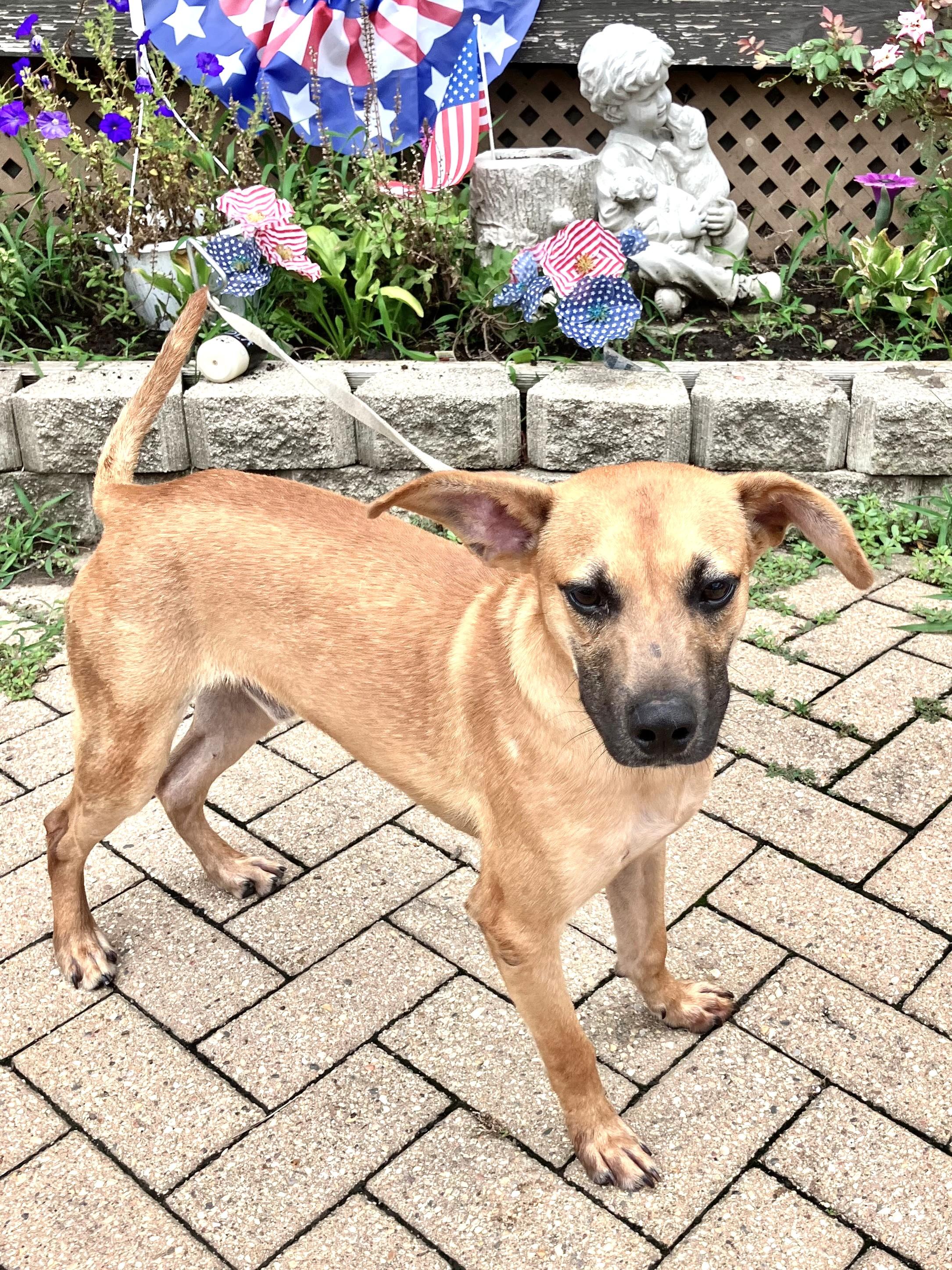 Enlarge Kendrick, a Adoptable Basenji in West Chicago, IL image 1/3
