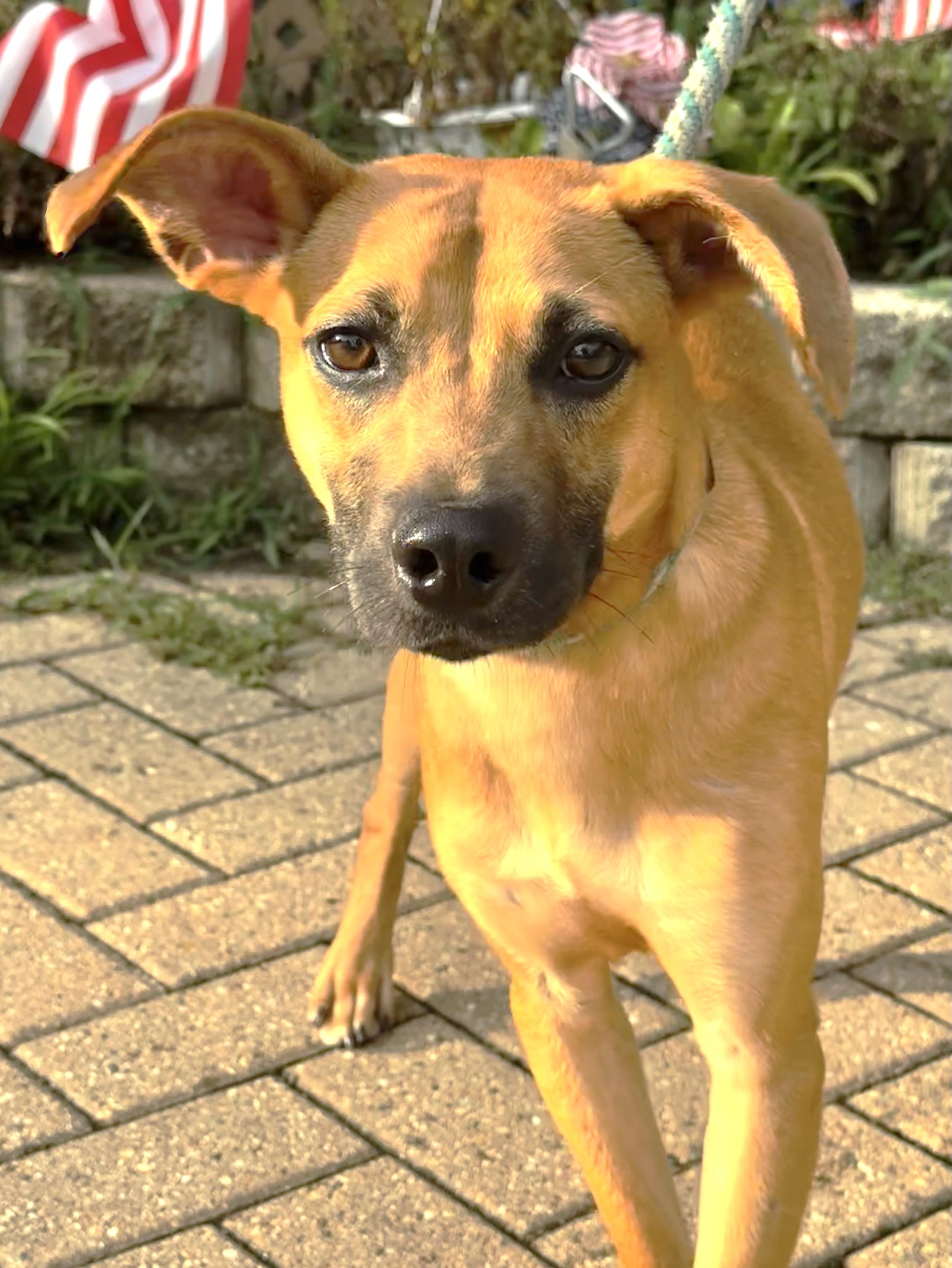 Enlarge Kendrick, a Adoptable Basenji in West Chicago, IL image 2/3