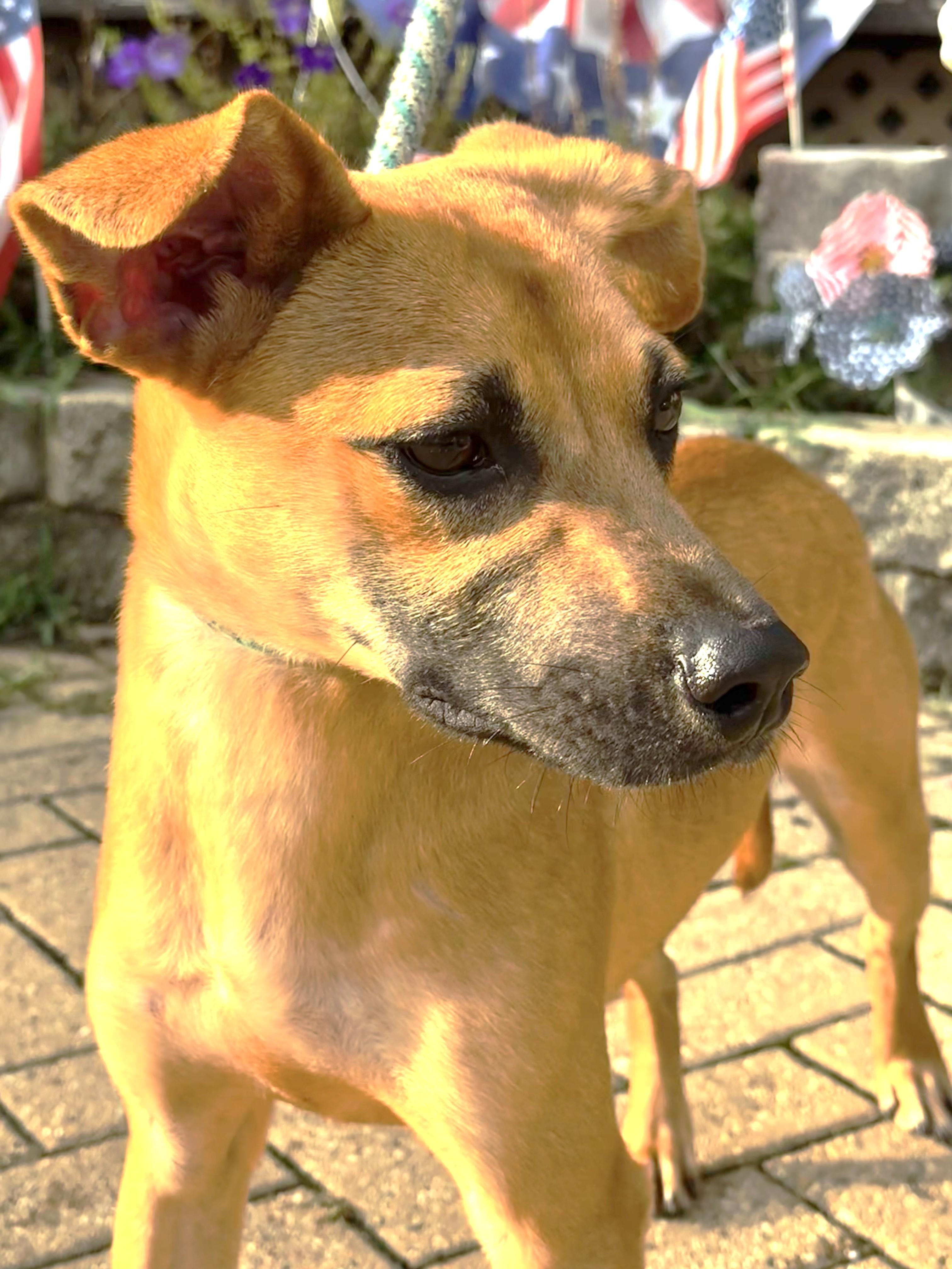 Enlarge Kendrick, a Adoptable Basenji in West Chicago, IL image 3/3