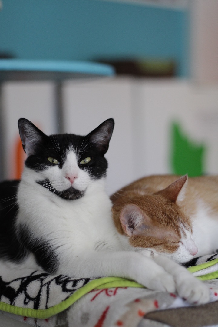 Bagel , Adoptable, Adult Male Domestic Short Hair.