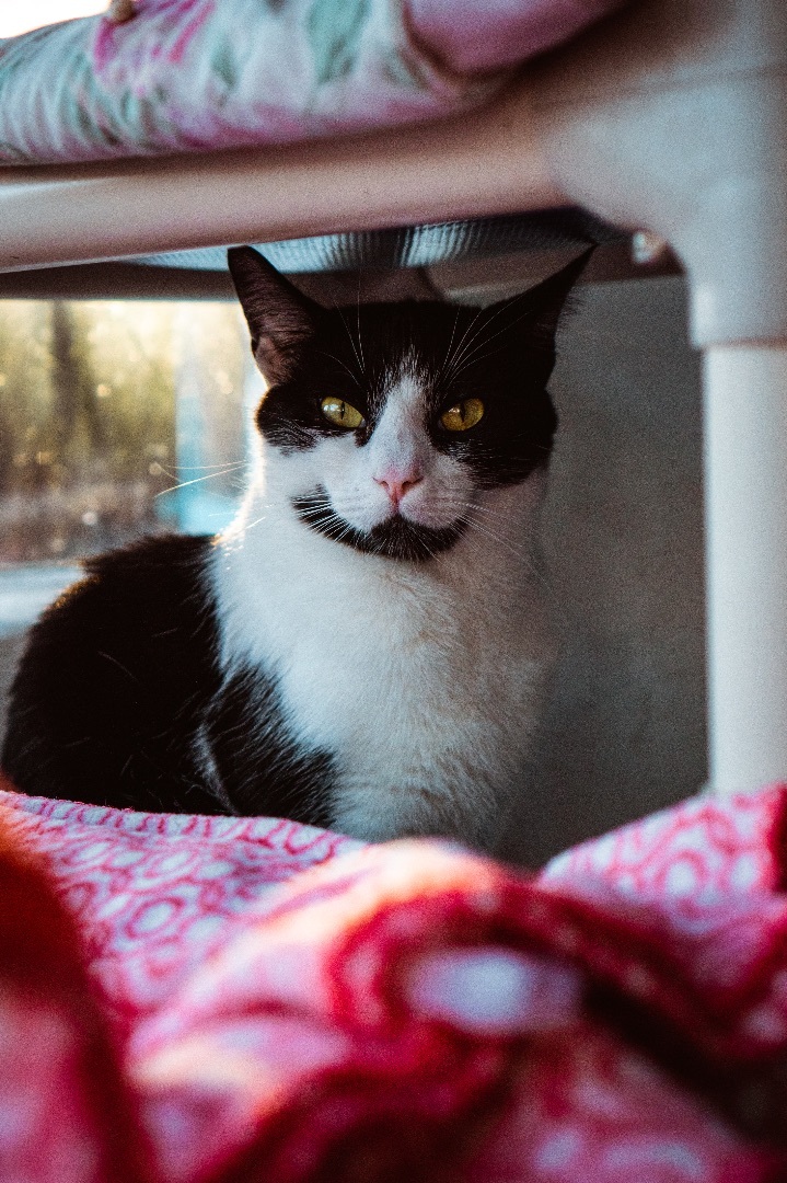 Enlarge Bagel , a Adoptable Domestic Short Hair in Los Angeles, CA image 2/12