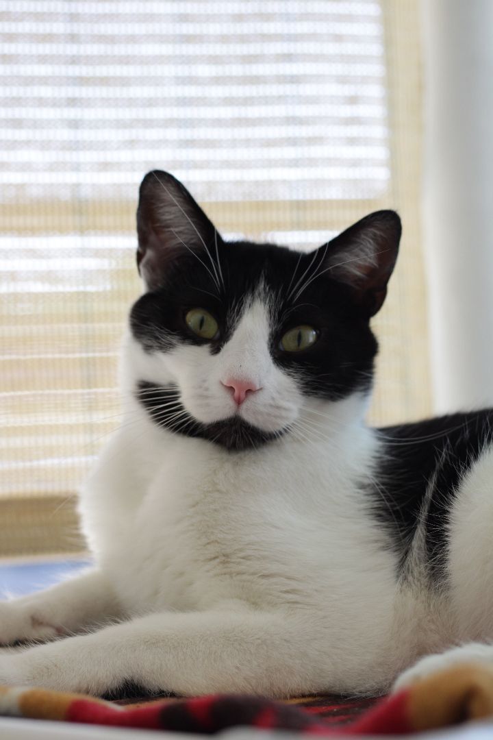 Enlarge Bagel , a Adoptable Domestic Short Hair in Los Angeles, CA image 4/12