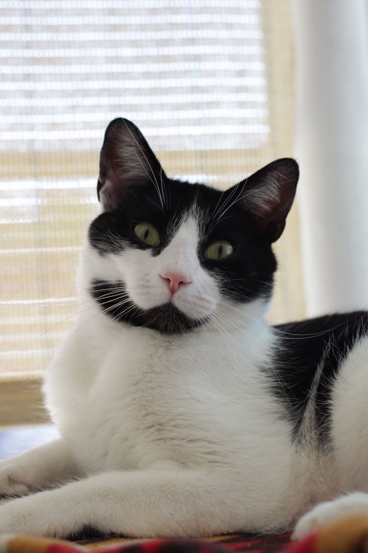 Enlarge Bagel , a Adoptable Domestic Short Hair in Los Angeles, CA image 5/12