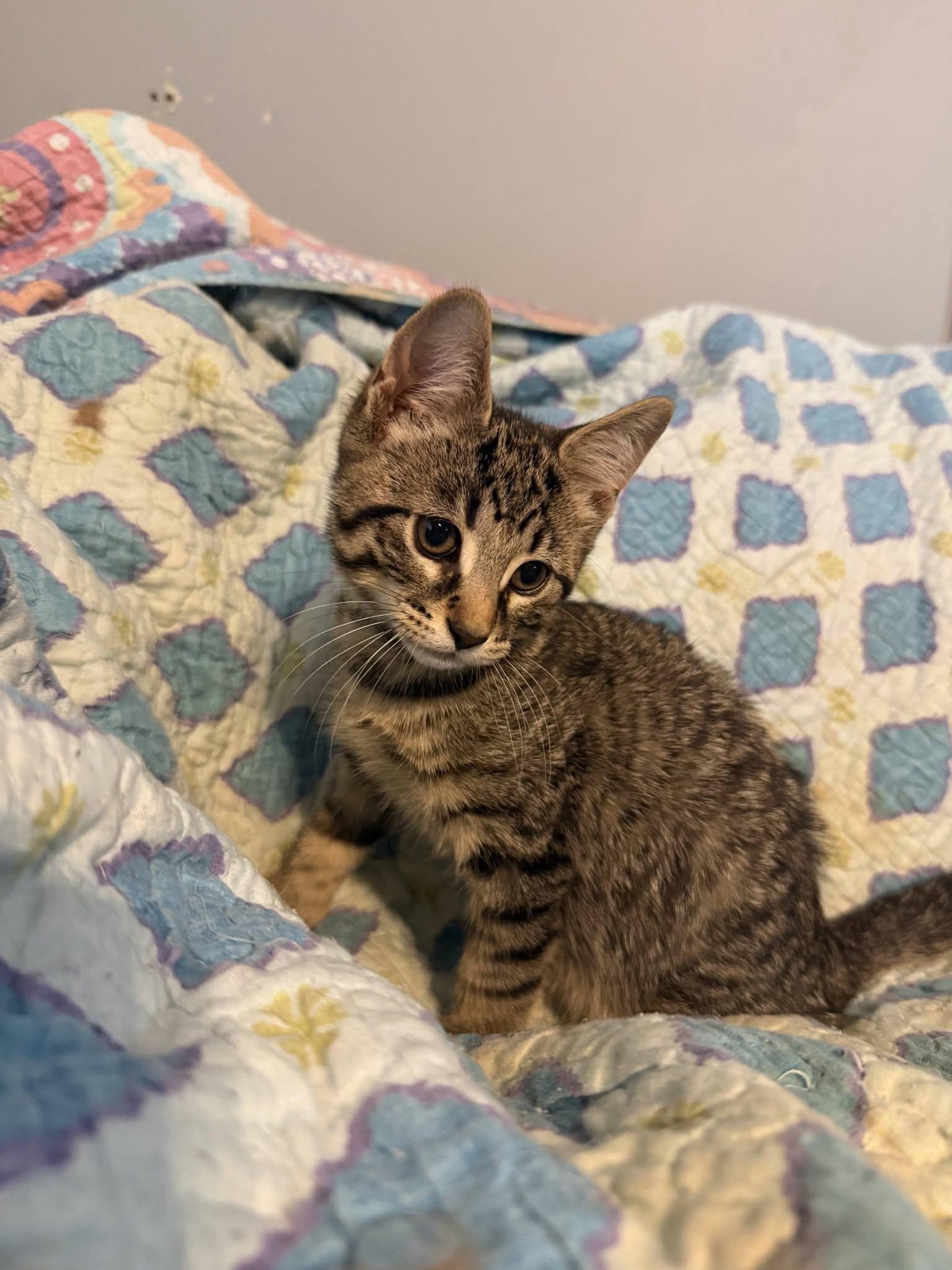 Bert, an adopted Domestic Short Hair in Spencerville, ON image 3/6