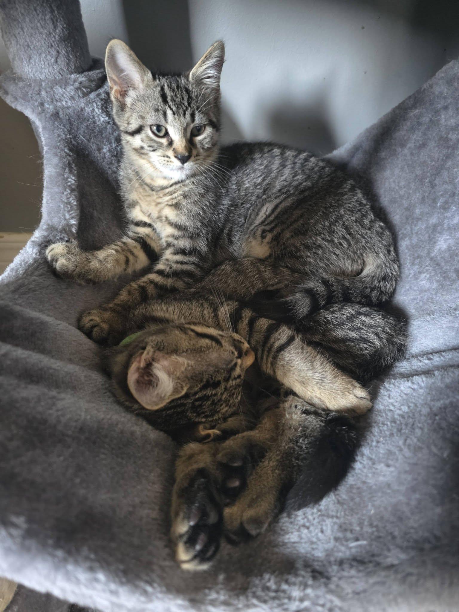 Bert, an adopted Domestic Short Hair in Spencerville, ON image 4/6