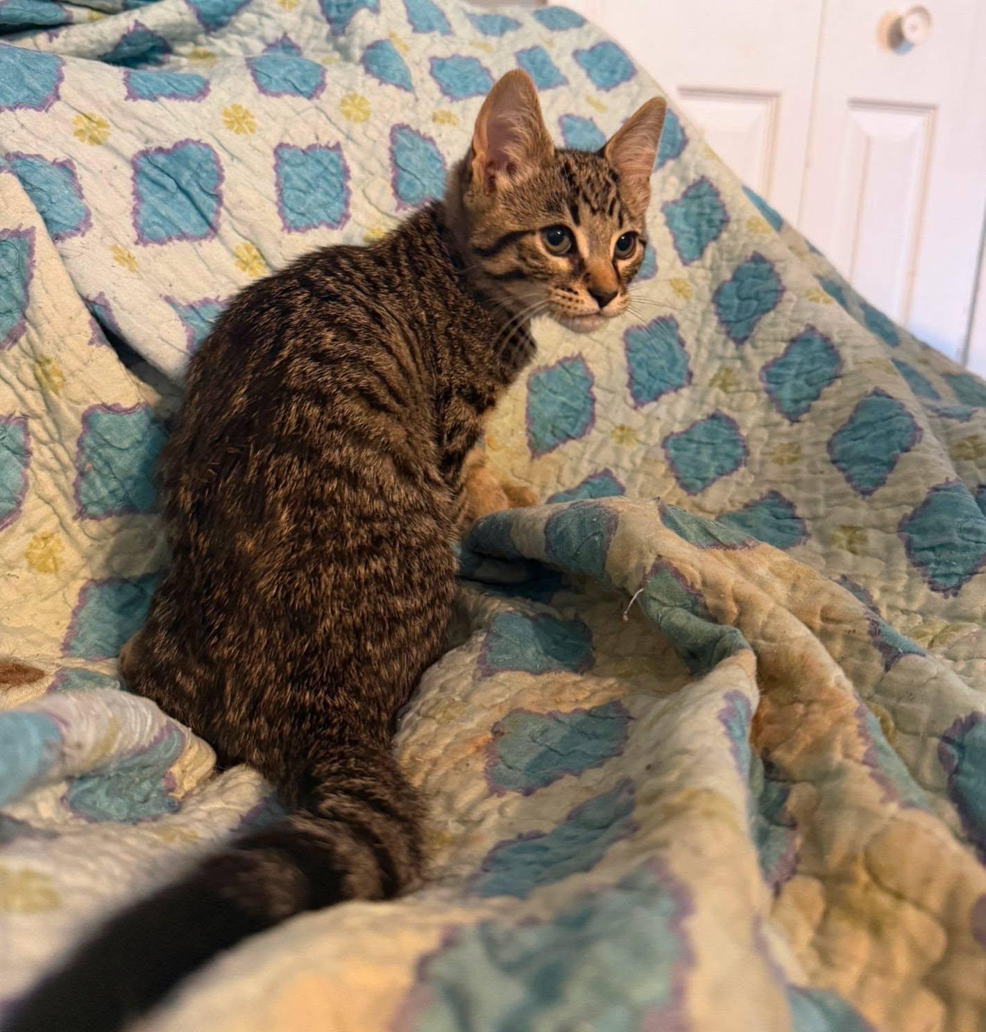 Bert, an adopted Domestic Short Hair in Spencerville, ON image 5/6