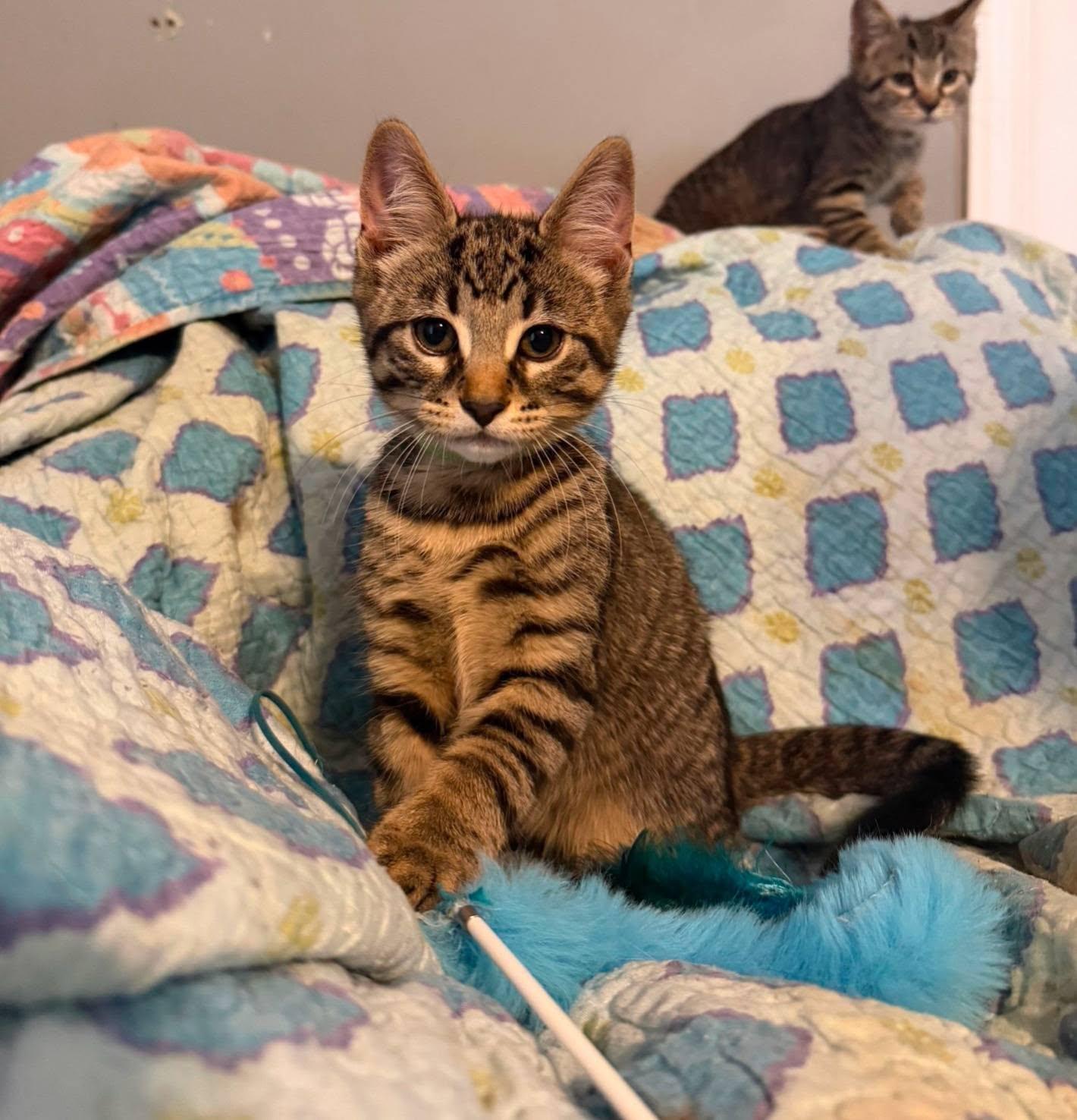 Bert, an adopted Domestic Short Hair in Spencerville, ON image 2/6